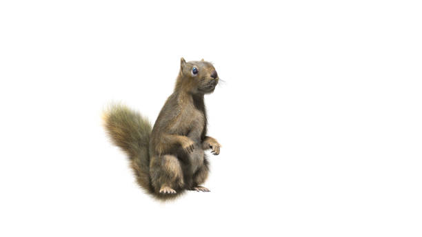 istock Squirrel with fluffy Fur in standing or jump pose isolated on White Background with Clipping Path. 1489193128