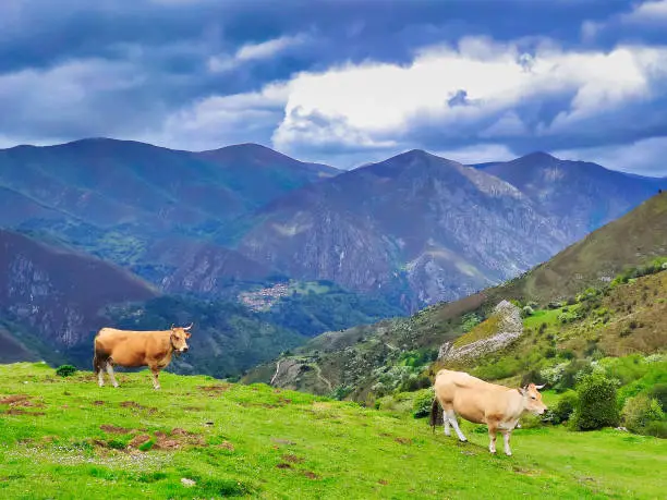 'Asturiana de los Valles' cattle near Cores village, Somiedo Nature Park, Asturias, Spain, Europe