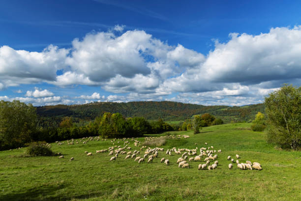 istock Sheep herd near Terchova, Mala Fatra, Slovakia 1489197909