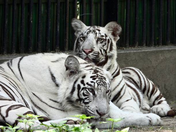 istock Bengal White Tiger female and cub 1489199778