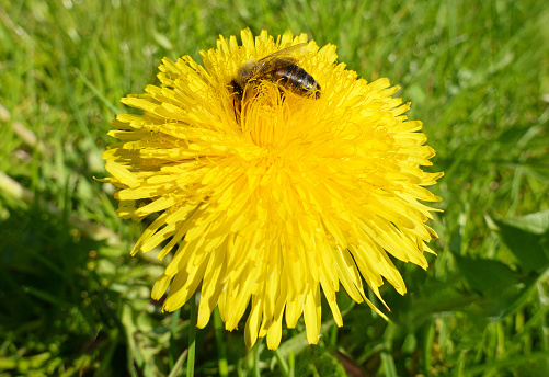 Bee in the flower of the dandelion