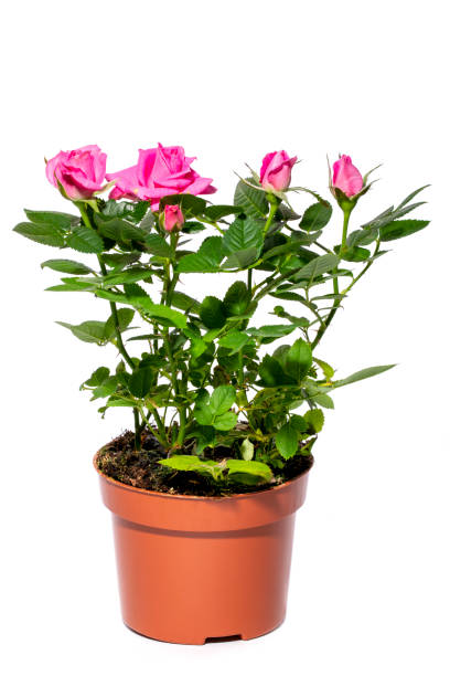 istock Indoor rose bush in a pot on a white background 1489200828