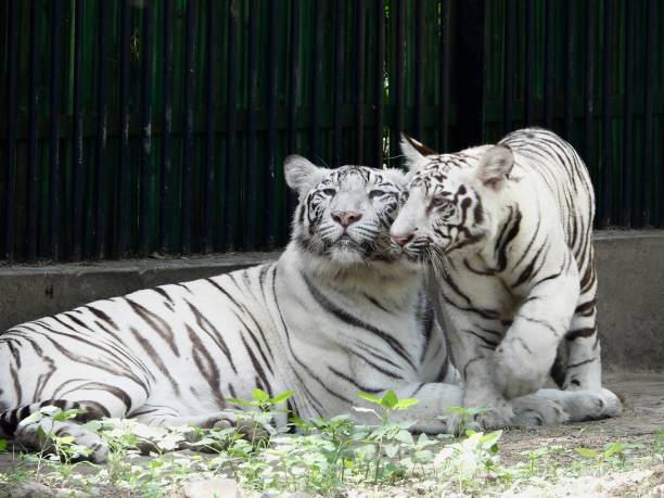 istock Bengal White Tiger female and cub 1489200832