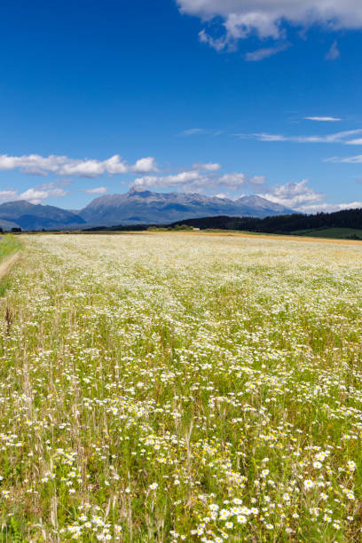 istock Blooming meadow with High Tatras, Slovakia 1489201214