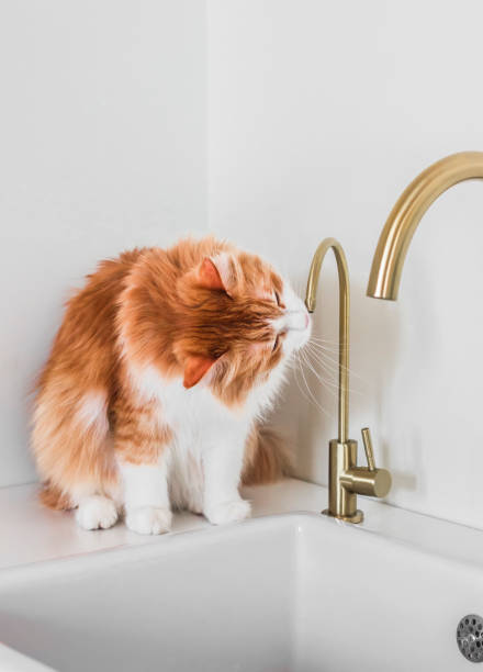 Funny ginger cat drinks tap water sitting on the sink