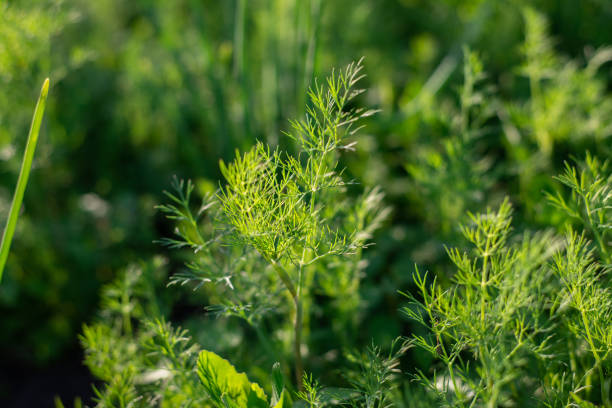 istock Background from young dills. Fresh fennel. 1489201900