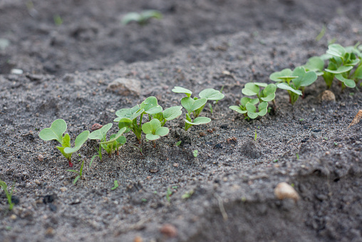 Young radish sprouts in close-up on a garden bed