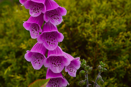 Digitalis purpurea, common foxglove is a short-lived perennial plant. The leaves are spirally arranged.