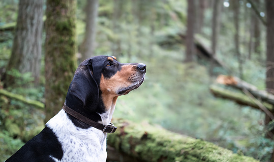 Side profile of large scent hound smelling something with interest and focused. 2 year old male Bluetick Coonhound dog or coon dog. Selective focus.