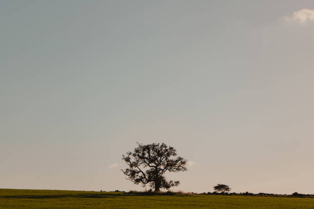 istock landscape of the lone tree in the field 1489207406