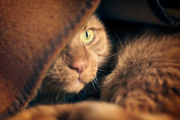 Close up of red cat hiding under a blanket and looking away with selective focus.