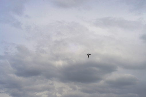 A bird flies in the gray and cloudy sky