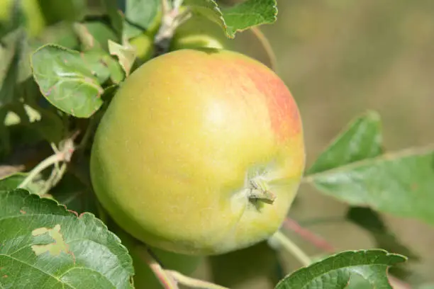 organic apple on a tree in garden