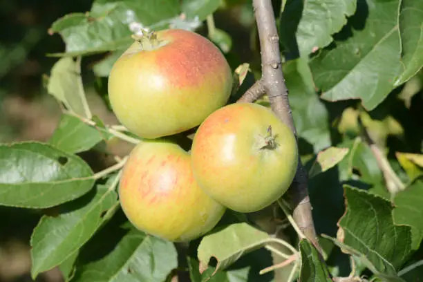 organic apples on a tree in garden