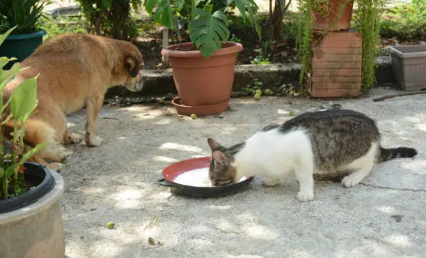 a dog and cat as a good friends in yard