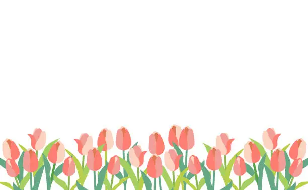 Vector illustration of Tulip flower frame illustration