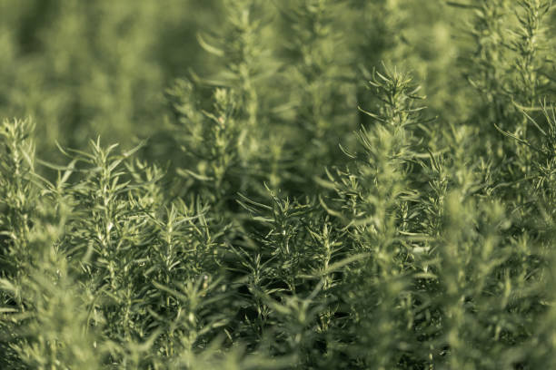 istock Monochrome green grass background. Fresh natural grass as backdrop or wallpaper. Copy space. 1489210765
