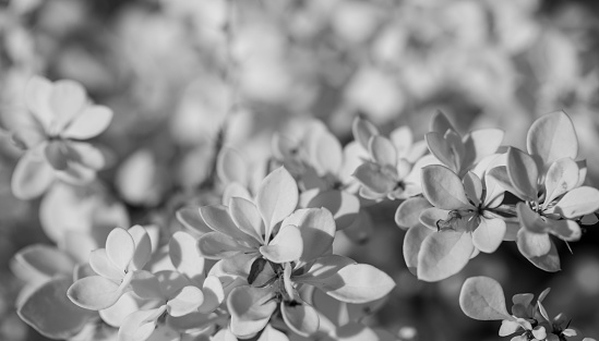 Monochrome black and white background of natural foliage of bush in foreground as backdrop or wallpaper. Organic greenery monochrome image. Selective focus. Horizontal format. Copy space for text.