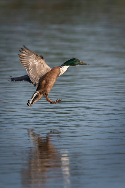 istock Mallard duck coming into splash landing 1489210913