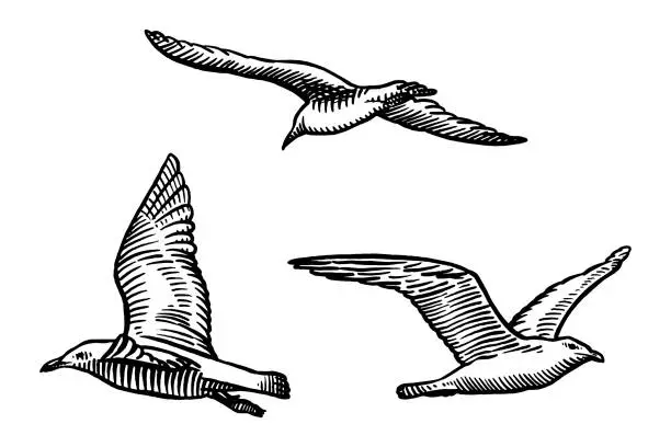 Vector illustration of Vector drawings of flying seagulls