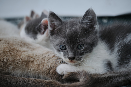 A group of small gray white kittens of the same litter. Young street cats lie with their mother cat and eat milk. A gray young cat looks with big eyes at a close-up portrait.