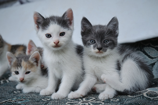 A group of small gray white kittens of same litter. Young cats in group sit and look ahead with big eyes. Full length portrait. The concept of the street animals problem.