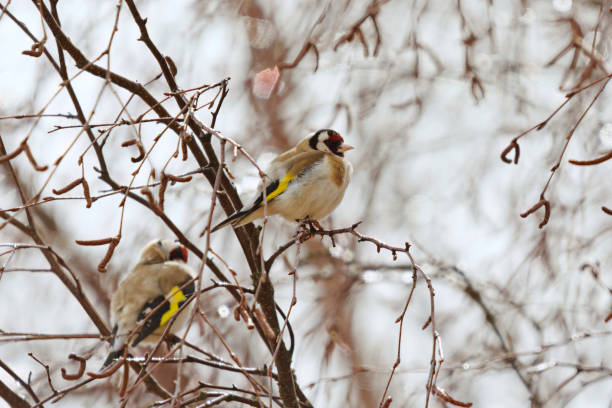 istock European goldfinch (Carduelis carduelis) perched on a birch after rain in spring. 1489214667