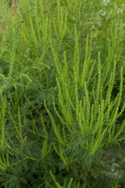 istock Allergic ambrosia blooms in field 1489214732