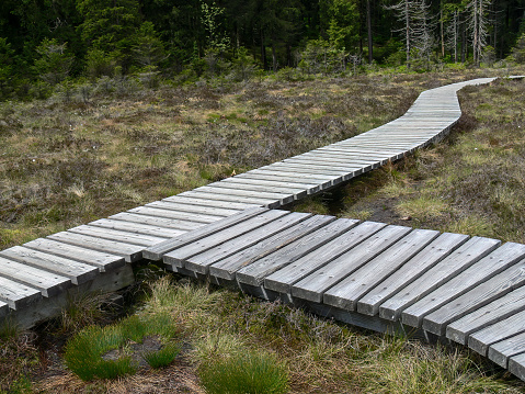Wooden footbridge over a moor in the Harz Mountains, Saxony-Anhalt, Germany