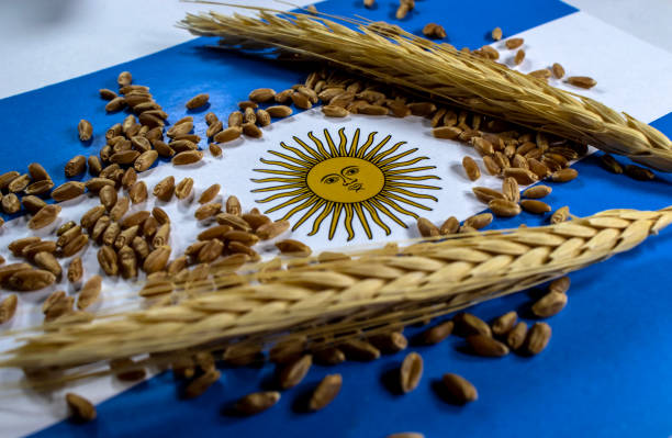 Wheat pods and grains with an argentina flag in the background. stock photo