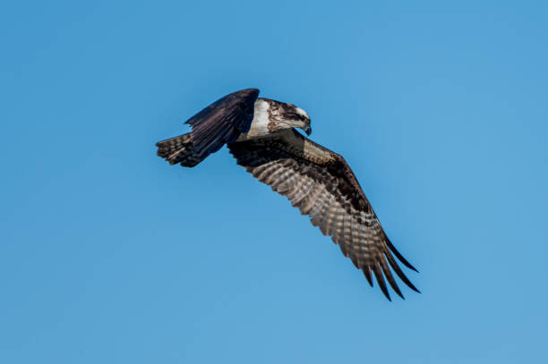 Osprey Flying Over Pond stock photo