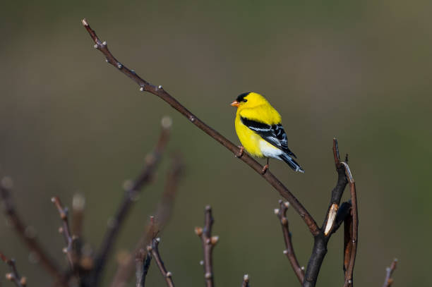 Amican Goldfinch Male Perched on Branch stock photo