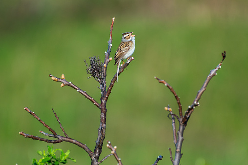 Clay-colord Sparrow Singing While Perched on Branch