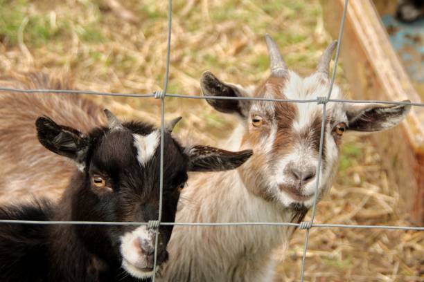istock Goat Kids running free 1489217760
