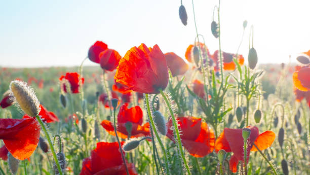 istock Red field poppy. 1489218225