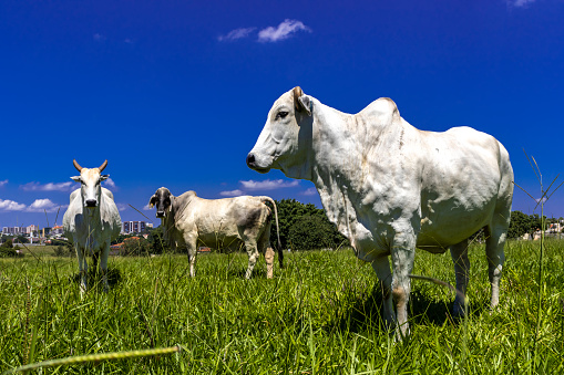 Herd of zebu Nellore animals in a pasture area of a beef cattle farm in Brazil