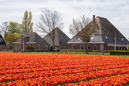 Rural Dutch village De Weere with a bulb field in the foreground.
