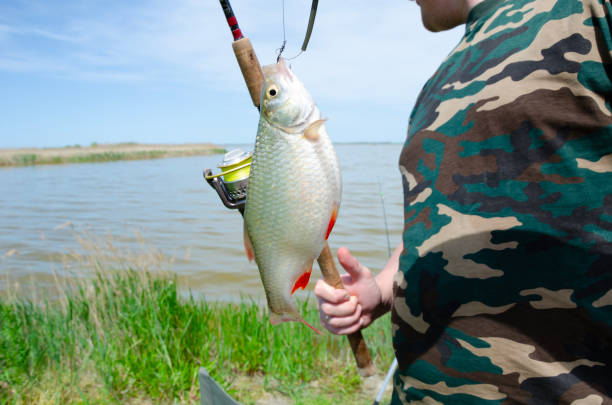 istock A fisherman caught a fish with a line in a pond. 1489220407