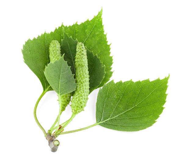 isoliertes bild von grünen birkenblättern und knospen auf weißem hintergrund - branch twig bud isolated stock-fotos und bilder