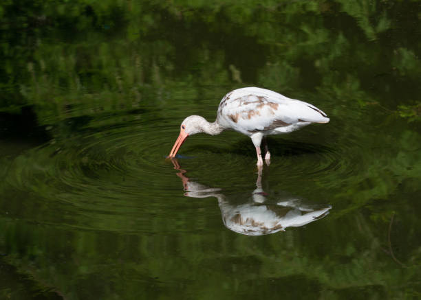Young ibis with white feathers, brown patches, and a pink bill is wading in water that reflects both the bird and the green surrounding vegetation.