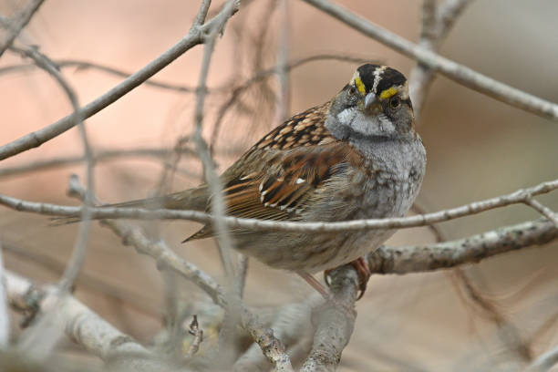 istock White-throated sparrow in brush looking at camera 1489225645