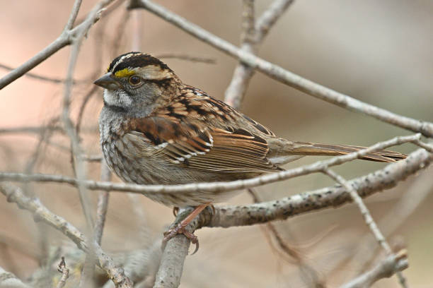 istock White-throated sparrow in brush 2 1489225683
