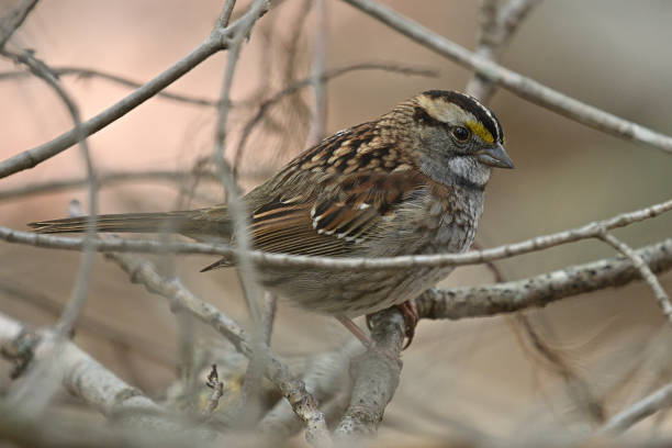 White-throated sparrow in brush