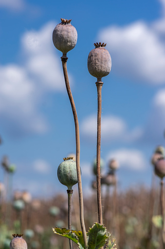 Papaver somniferum opium breadseed poppy ripened seed pods on the field, group of plants before harvest time against blue sky