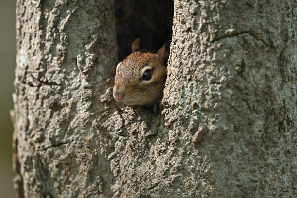 ardilla asomando desde el agujero del árbol - tree hole bark brown fotografías e imágenes de stock