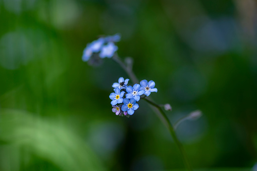 Pale blue myosotis sylvatica in bloom, group of small tiny flowering flowers with yellow center, green plant