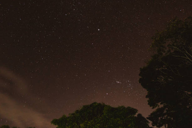 istock view of the starry sky in the forest 1489227312