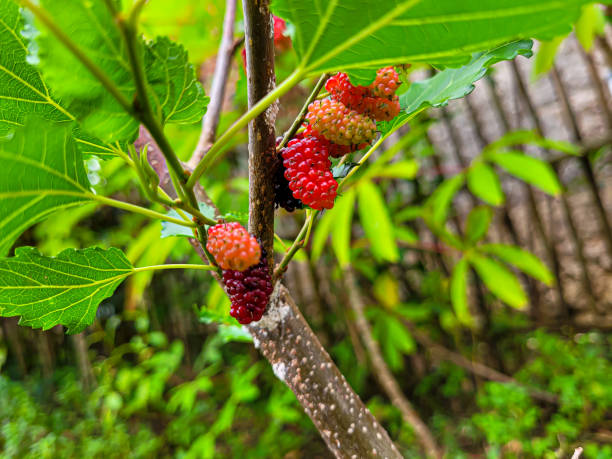 istock Red and black colored mulberry fruit 1489231017