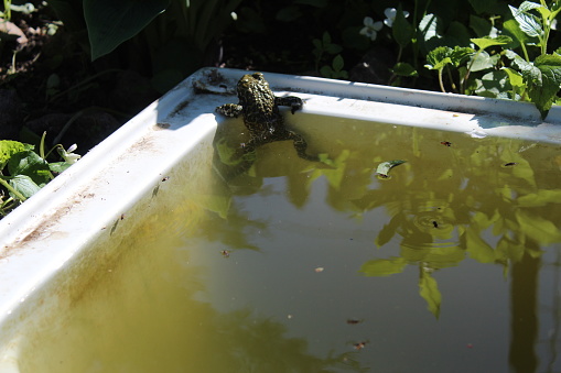 frog on the pond, pond, river, lotus, animal