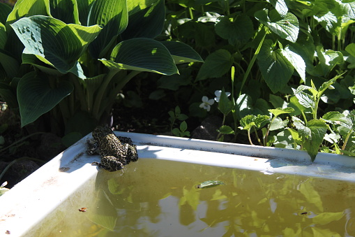 frog on the pond, pond, river, lotus, animal